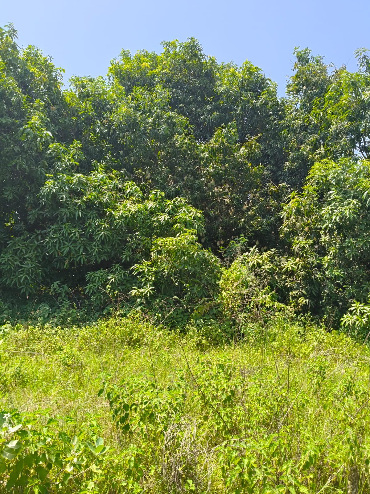 Farm land for sale at Arcot Kuppam Illupur